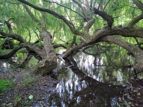 swamp trees water waterlogged willows