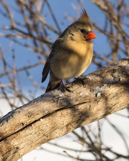 female Cardinal bird wild