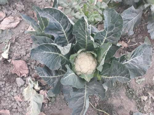 plant vegetable broccoli cauliflower