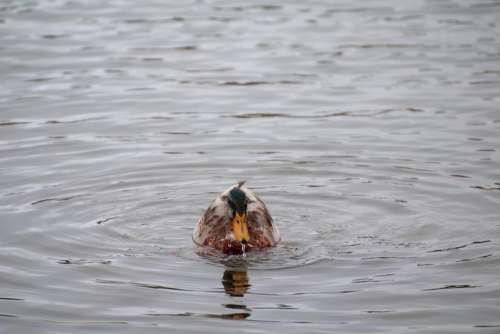 ducks swimming ducks
