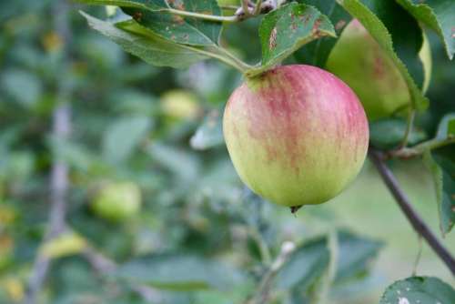 apple apple tree orchard organic gardening apple orchard