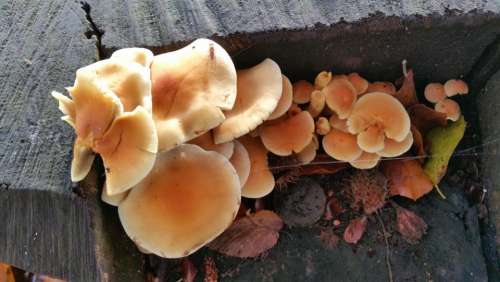 Fungi fungus mushroom 