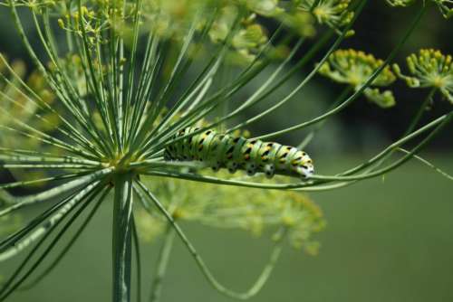 caterpillar swallowtail butterfly caterpillar caterpillar on dill weed caterpillar on dill herb dill and caterpillar