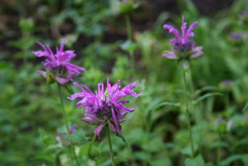 #flower-cluster monarda didyma bee balm flower purple flower