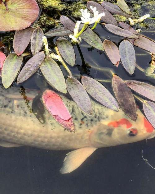 Fish water koi carp #fish