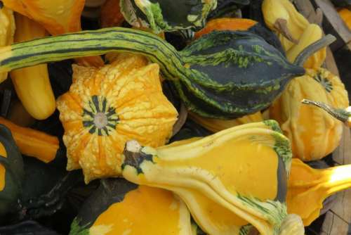 squash gourd green yellow decorative