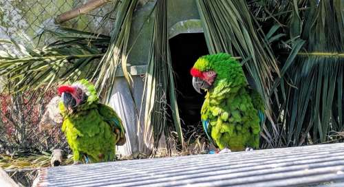 parrots macaws bird birds