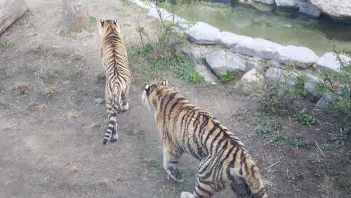 zoo animal tiger beast predatory