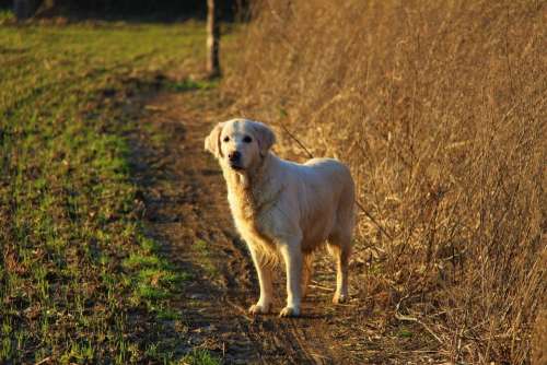 dog doggy retriever golden walk