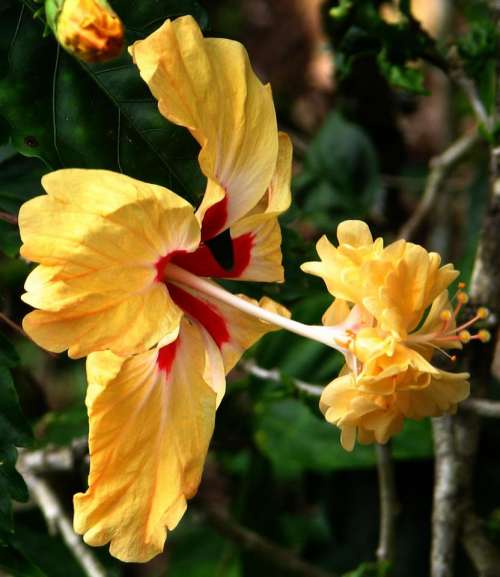 hibiscus yellow red tropical flower