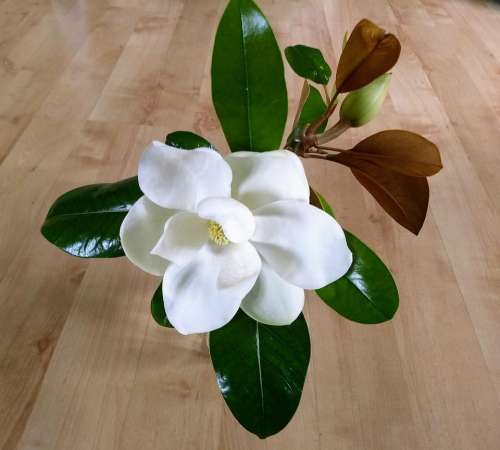 magnolia white flower flower green leaves shiny leaves