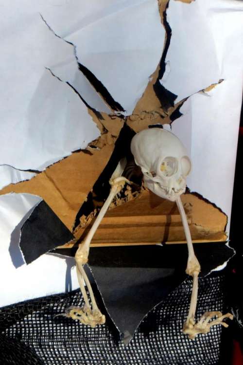 skeleton box emerging bones Halloween