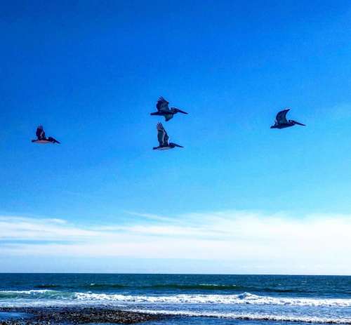 Birds beach ocean pelicans