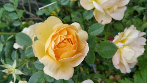 Rose roses garden yellow rose