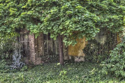 HDR house ruin old tree