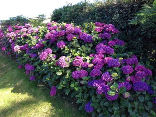 Hortensia purple flower bush