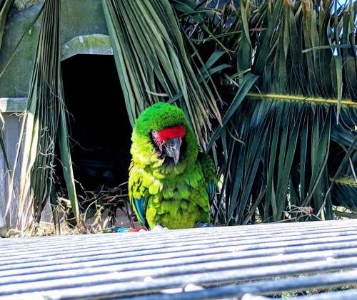 parrot macaw bird