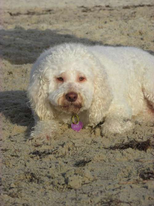 white dog dog sandy beach beach nature