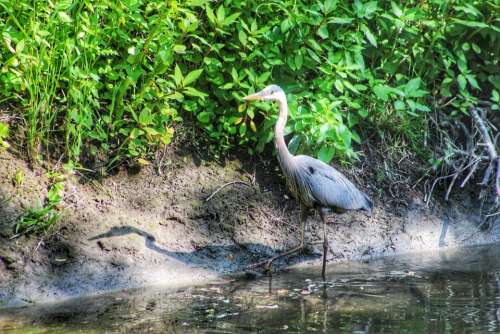 nature animal birds heron stalking