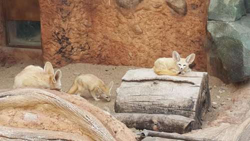 zoo animal fennec fennec fox fox