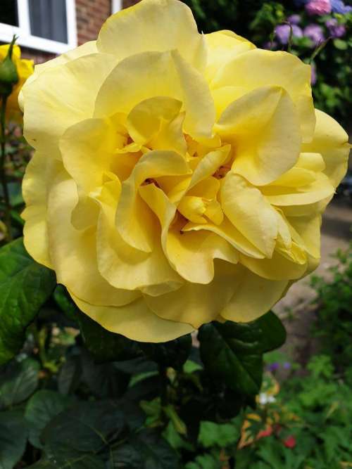 yellow rose flower