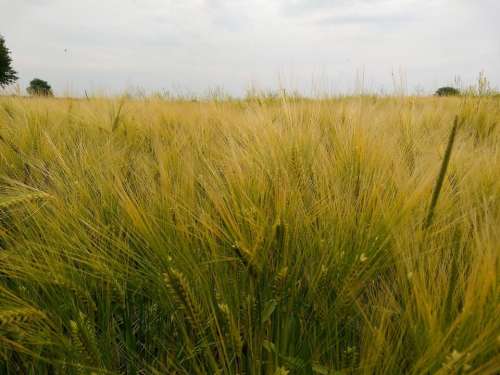 barley crop golden field harvest