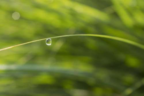 background abstract green tree drop