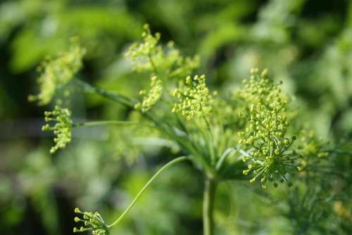 dill flowers dill weed dill seeds herb flowers herbs