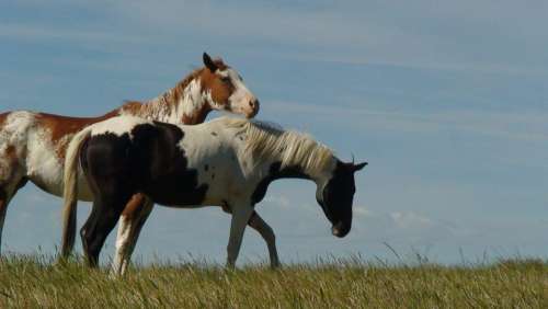 horses equine animals Montana