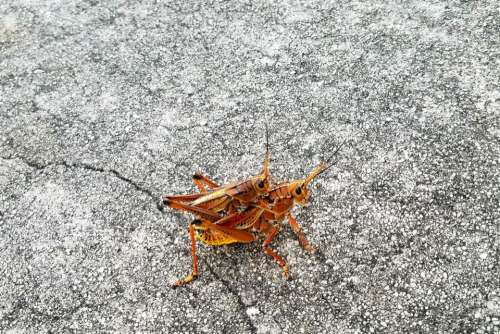 grasshoppers sex mating reproduction pair