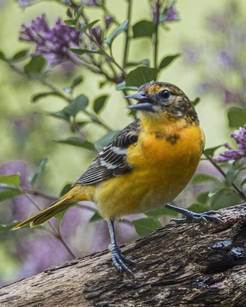 Baltimore Oriole yellow bird wild young