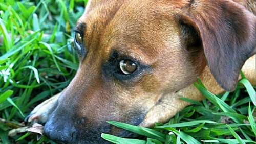 dog canine pet animal domesticated