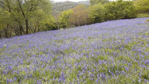 Hyacinthoides bluebell flower field nature