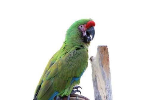 Parrot bird large Blue Red