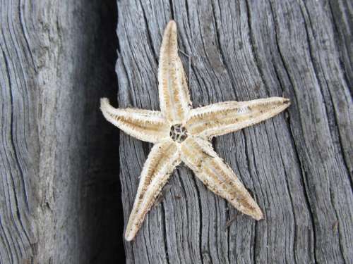 Starfish Echinoderm Marine invertebrates Wood Invertebrate