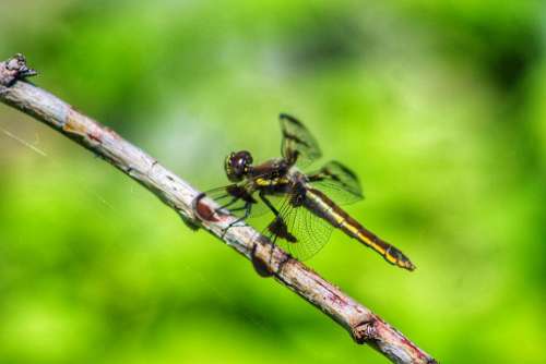 nature insect dragonfly skimmer wings