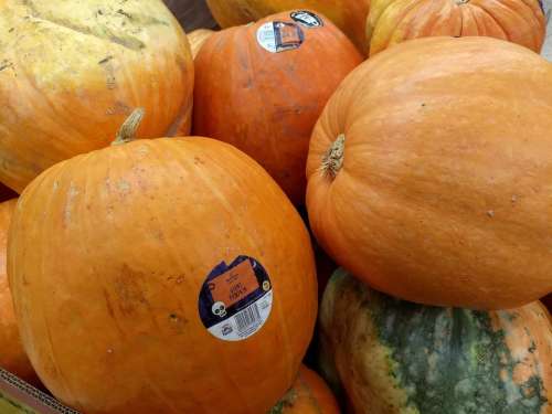 giant pumpkins pumpkins halloween #pumpkin-group