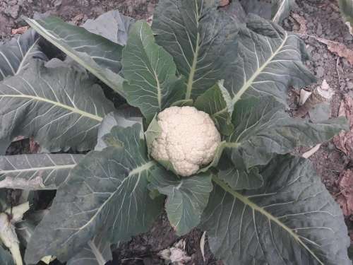 plant vegetable broccoli cauliflower