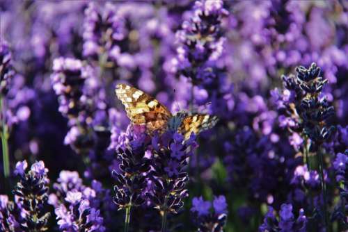 butterfly lavender flower flowers purple