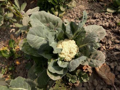 Cauliflower vegetable garden vegetables 