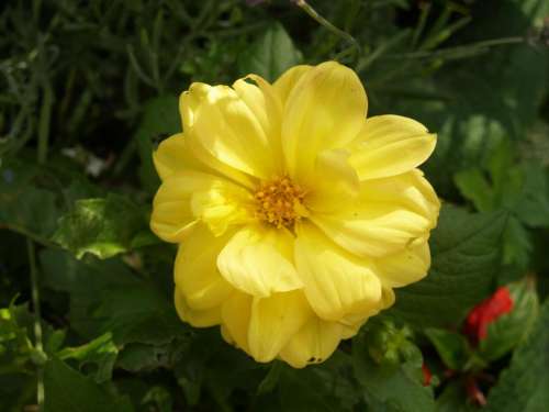 Yellow flower flower floral 