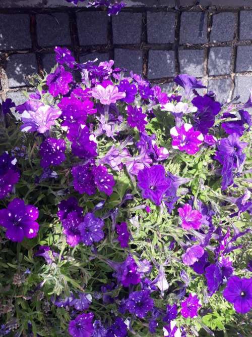 purple petunia flower garden