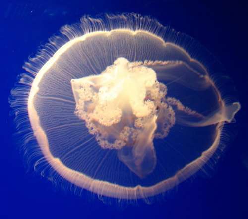 moon jelly jellyfish round medusa tentacles