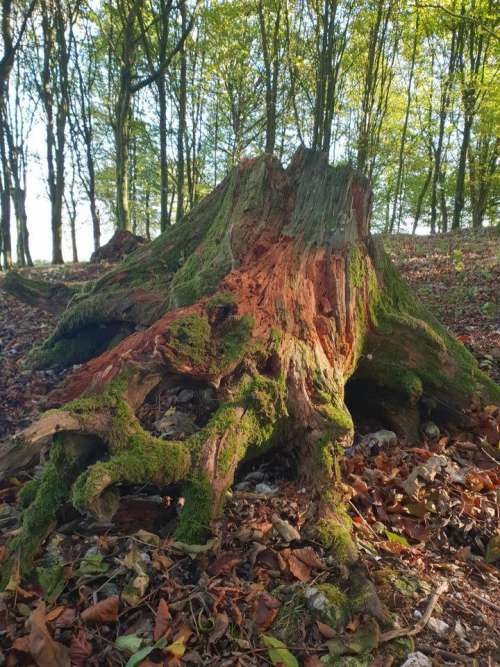 Tree stump moss mossy