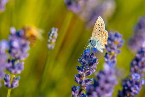 Blue Butterfly Free Photo