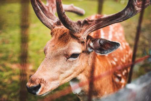 Fallow Deer Portrait Free Photo