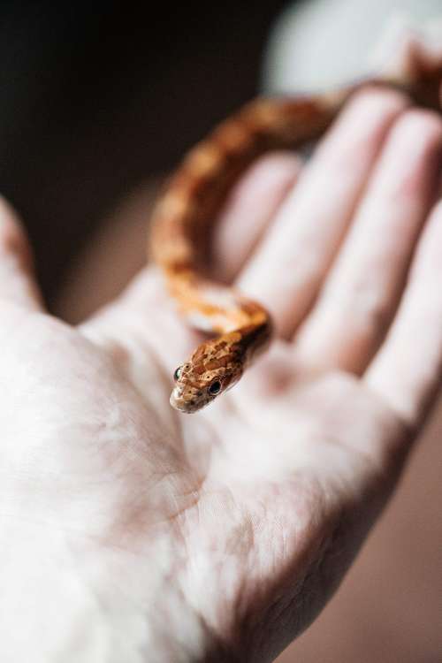 Little Corn Snake in Hand Free Photo