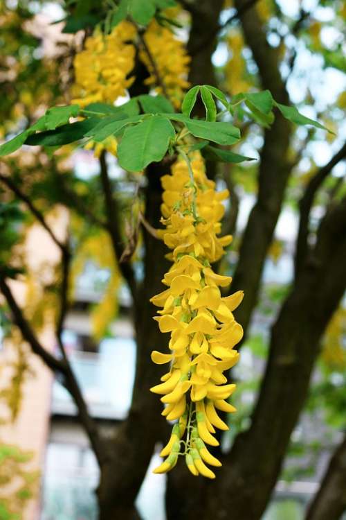 Acacia Tree Flower Petals Yellow Summer Nature
