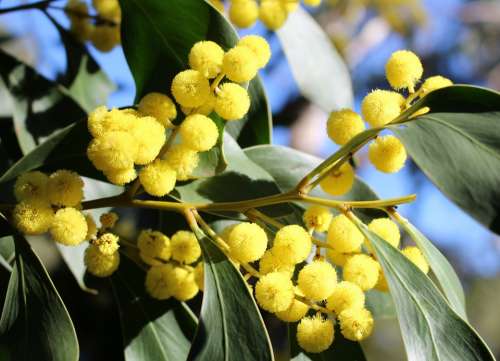 Acacia Wattle Fluffy Yellow Blossoms Native Flora