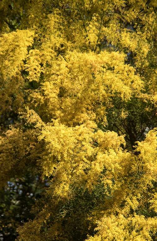 Acacia Wattle Flowers Yellow Fluffy